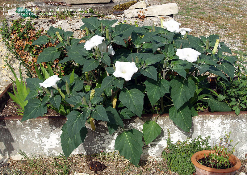 تاتوره علفی